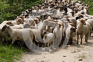 Sheep heard photo