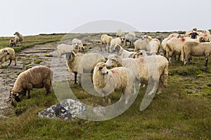 Sheep heard and a mountain meadow