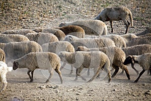 Sheep heard walking