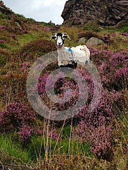 Sheep in the heather