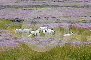 Sheep and heather on the north Yorkshire moors UK photo