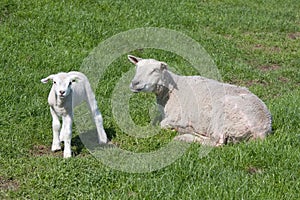 Sheep with her lamb