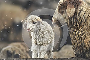 Sheep with her lamb newborn photo