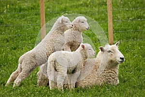 A Sheep and her lambs