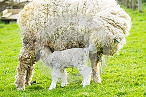 Sheep and her newborn lamb