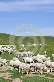 Sheep herd
