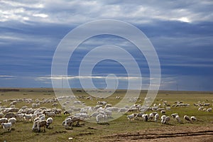 Sheep herd