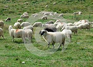 Sheep herd