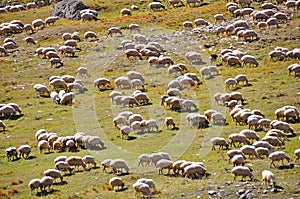 Sheep Herd photo
