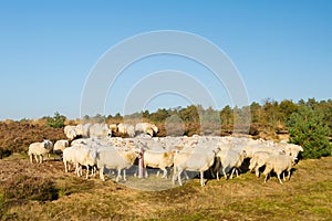 Sheep herd