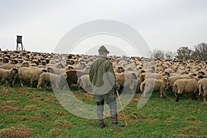 Sheep Herd