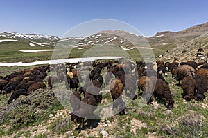 Sheep Herd Baba Nazar Iran