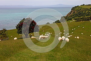 Sheep herd on beautiful green New Zealand meadow with Christmas tree