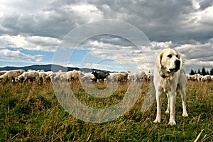 Sheep Herd On Beautiful Mountain Pasture