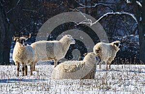 A sheep herd breed - valaska