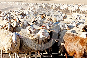 sheep herd, Castile and Leon, Spain photo