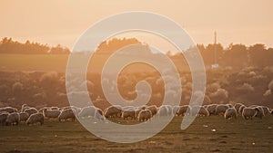 Sheep herd eating grass at the sunset