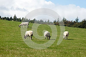 Sheep herd are feeding on grassland