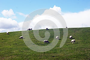 Sheep herd are feeding on grassland