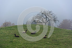 Sheep herd on a foggy hil