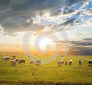 Sheep herd graze on a pasture at the sunset