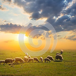 Sheep herd graze on a pasture at the sunset