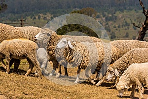 Sheep herd grazing