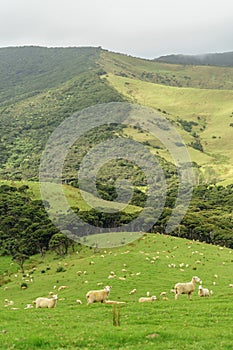 sheep herd grazing on beautiful green hill,
