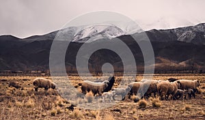 Sheep herd grazing by the snowy Andes mountains in Tupungato, Mendoza, Argentina, in a dark cloudy day
