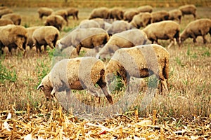 Sheep herd grazing on wheat stubble field