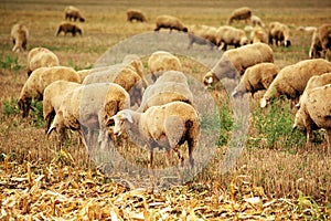 Sheep herd grazing on wheat stubble field