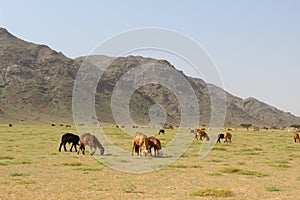 Elba protectorate Sheep herd grazing in the wide fields of Elba mountain