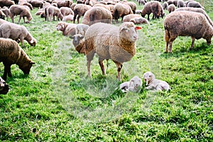 Sheep herd at green field