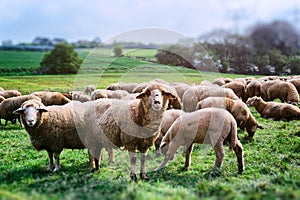 Sheep herd