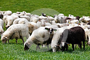 Stádo oviec na zelenej lúke. Jarné polia a lúky