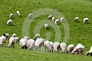 Sheep herd in a green meadow. Spring fields and meadows