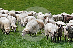 Sheep herd in a green meadow. Spring fields and meadows