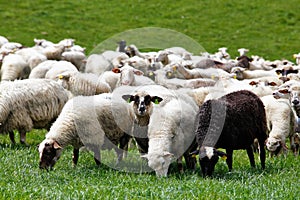 Stádo ovcí na zelené louce. Jarní pole a louky