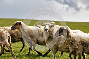 Sheep herd in a green meadow. Spring fields and meadows