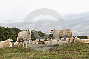 Sheep herd on heather land in Ede Holland