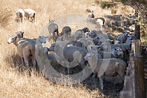 Sheep herd hiding under tree shadow in a sunny day, Duder Regional Park, Auckland city, New Zealand