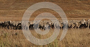 Sheep herd on high mountain meadow range 4K