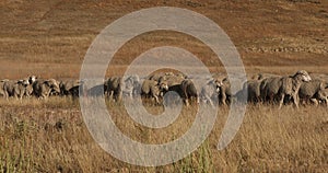 Sheep herd high mountain range herder on horse 4K