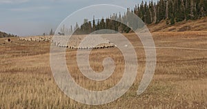 Sheep herd high mountain range herder horse dogs 4K