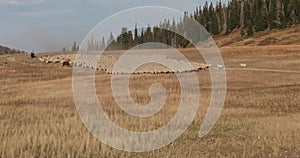 Sheep herd high mountain range herder horse dogs pt 2 4K