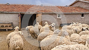 Sheep herd just in front of barn, Konya, Turkey