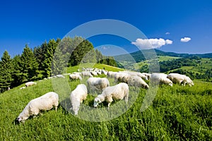 Stádo ovcí, Malá Fatra, Slovensko