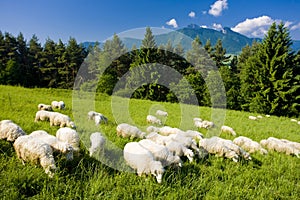 Sheep herd, Mala Fatra, Slovakia