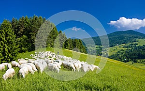 Stádo oviec, Malá Fatra, Slovensko
