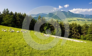 Sheep herd, Mala Fatra, Slovakia